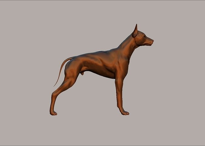 semi muscular doberman pinscher dog model 3D print model