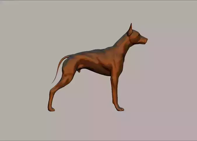 semi muscular doberman pinscher dog model