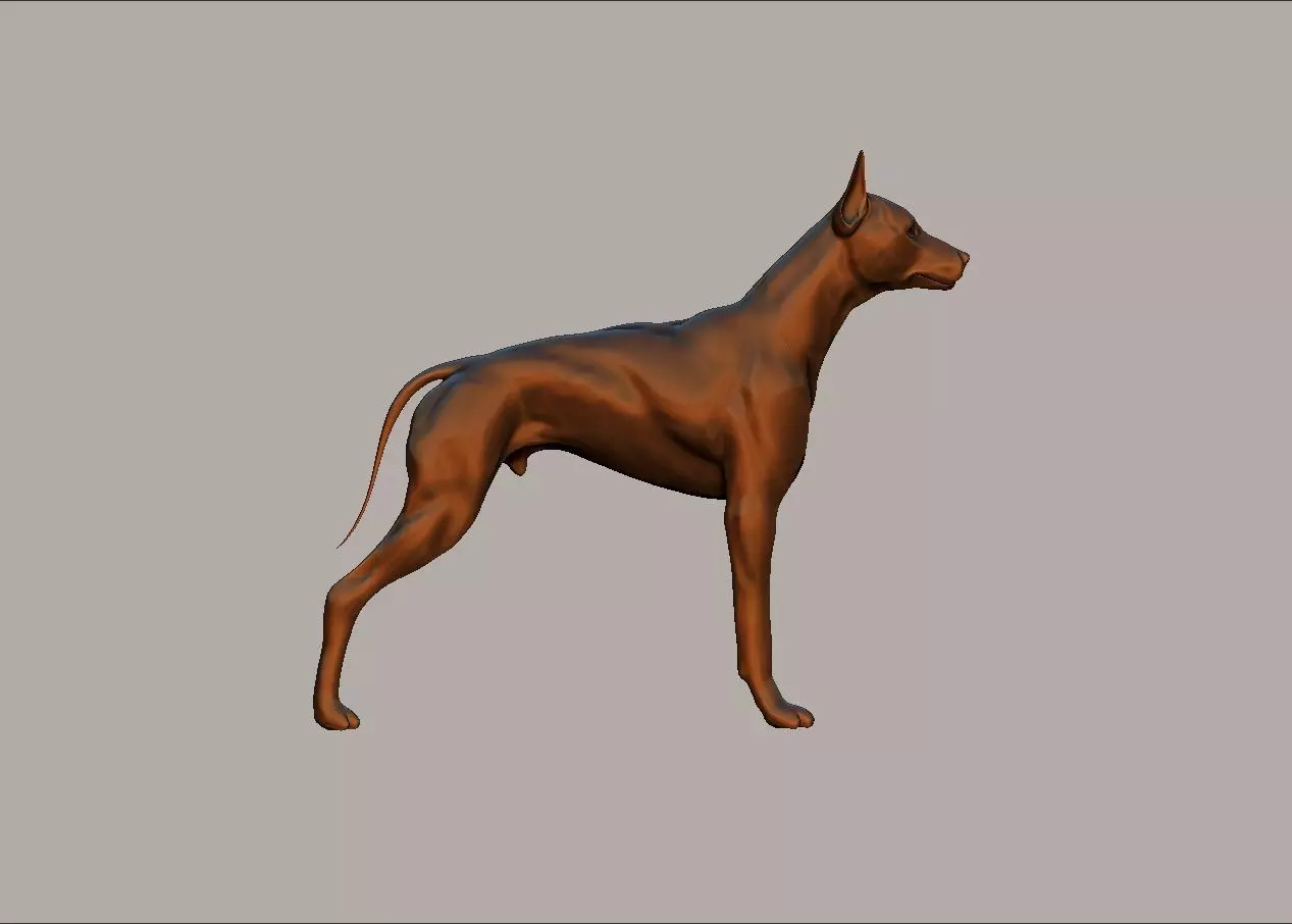 semi muscular doberman pinscher dog model 3D print model_0