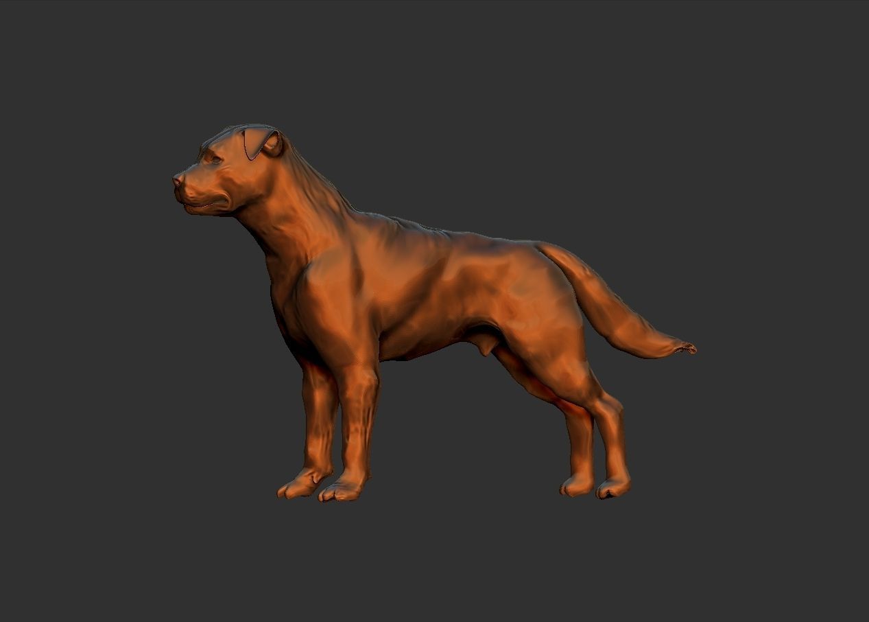 simple adult rottweiler dog model 3D print model_9