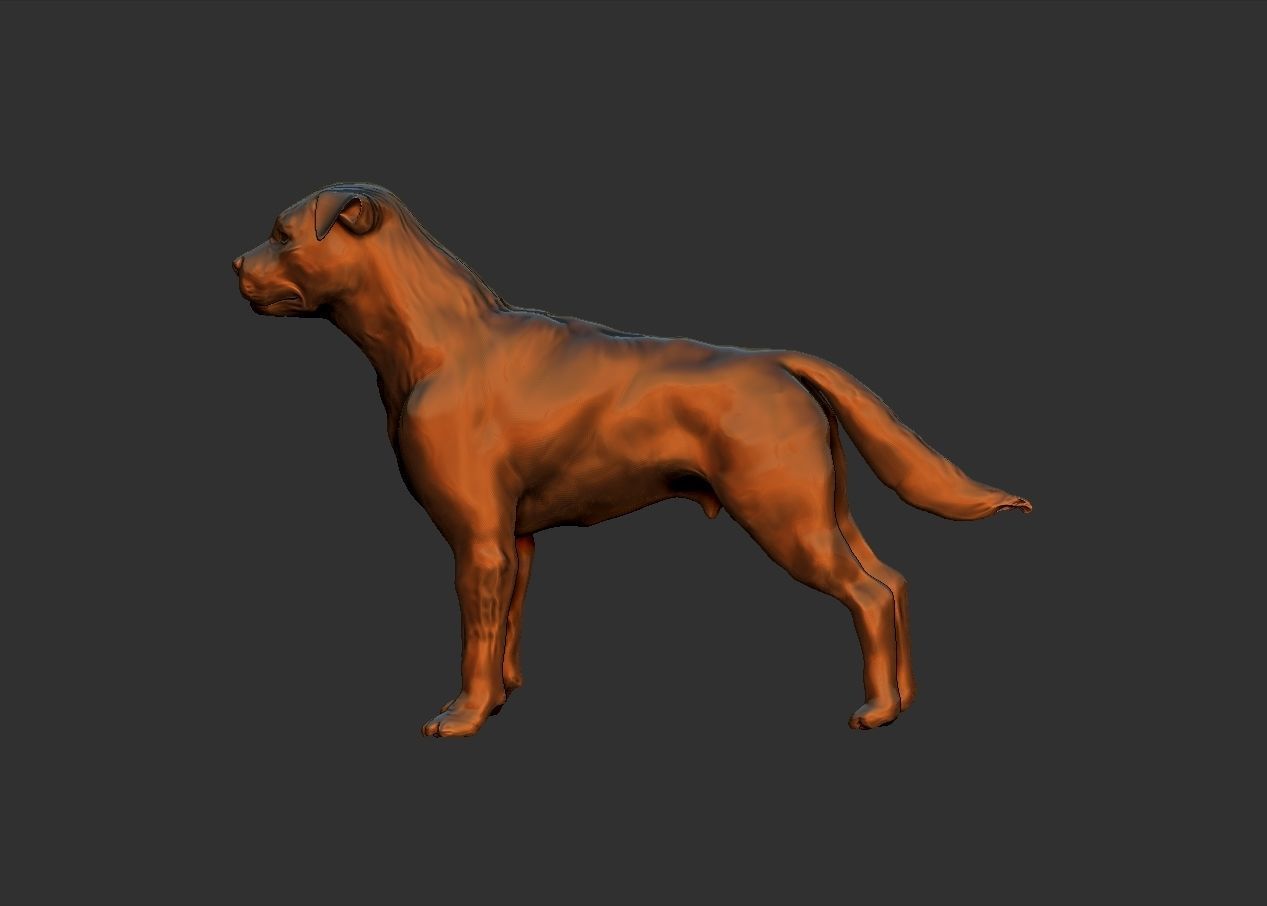 simple adult rottweiler dog model 3D print model_1