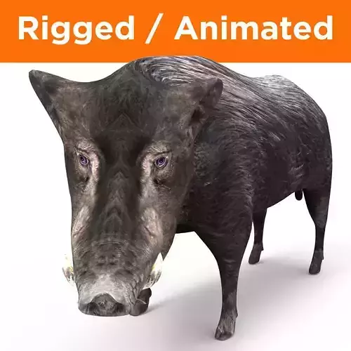 Black Wild Boar Rigged and Animated 3D Models