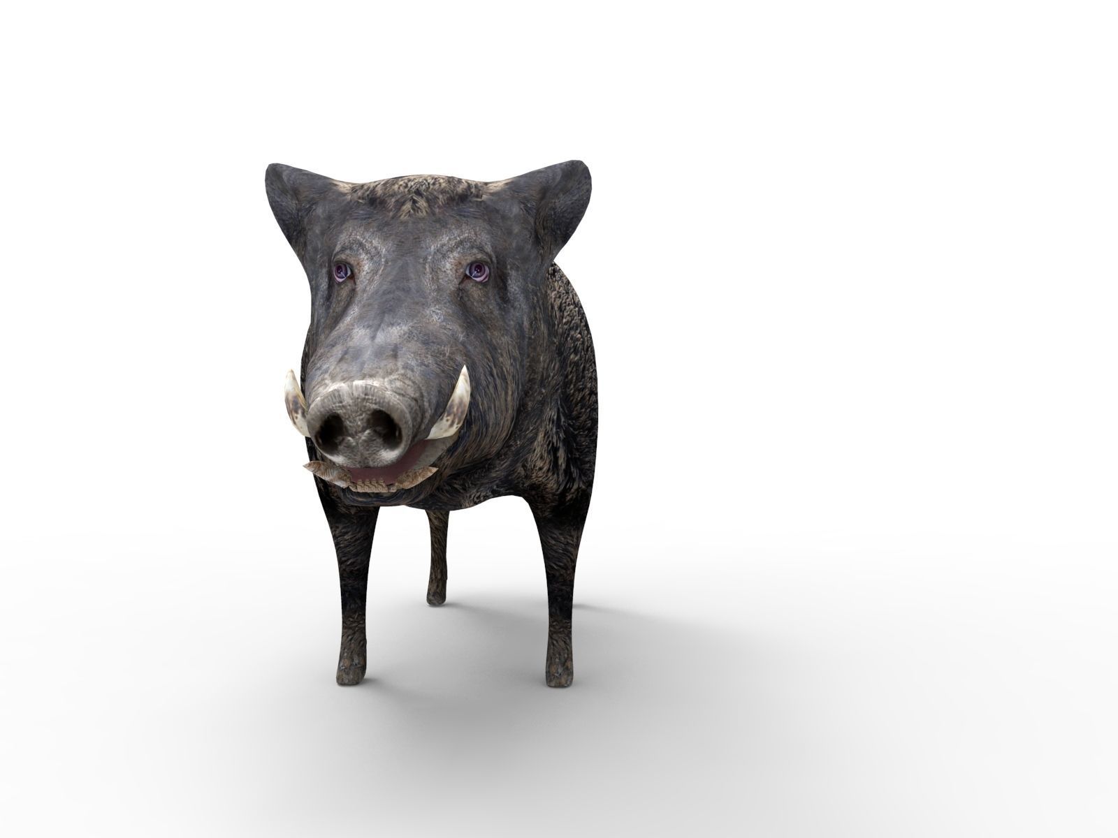 3D Wild Boar Rigged and Animated  Low-poly 3D model_5
