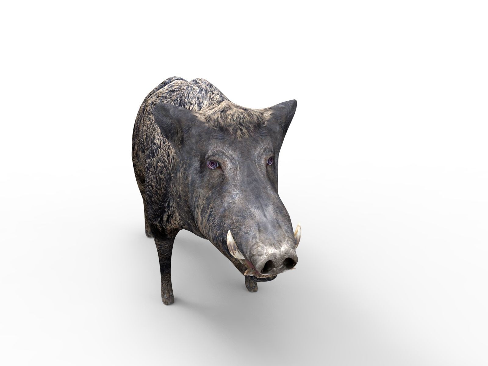 3D Wild Boar Rigged and Animated  Low-poly 3D model_4