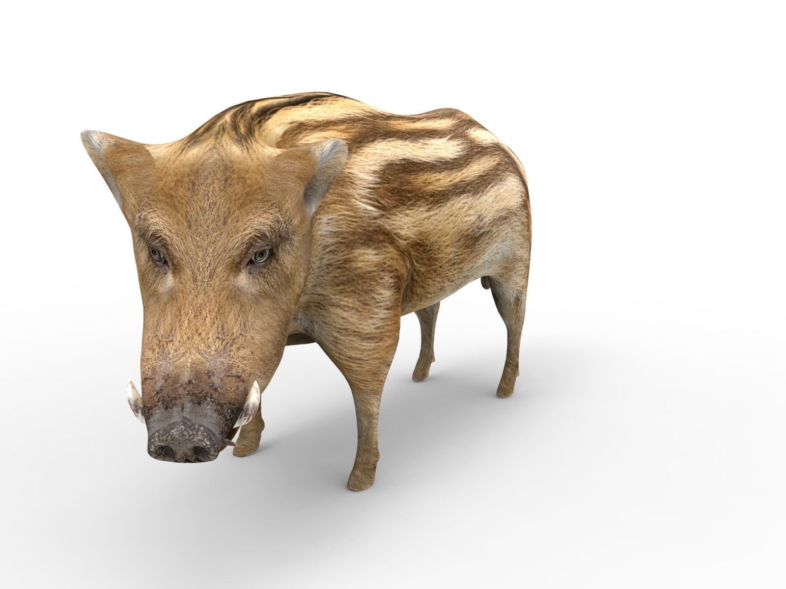 3d Boar Rigged and Animated model Low-poly 3D model_20