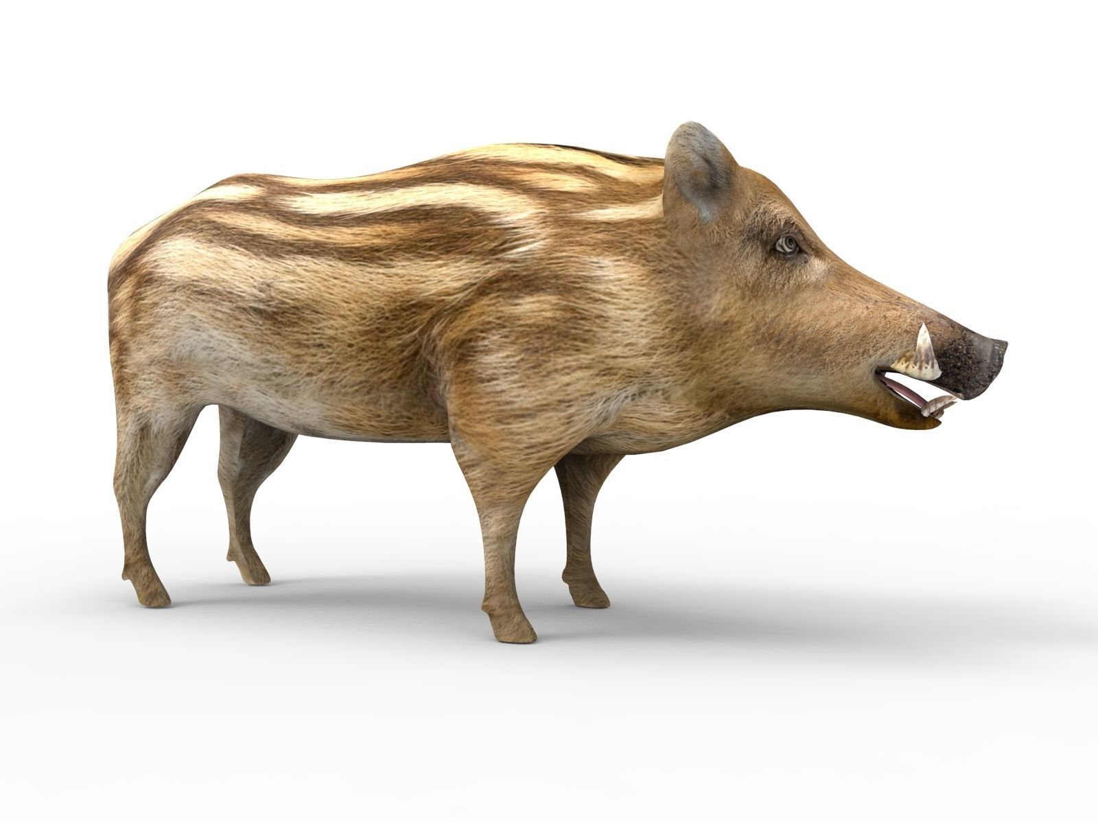 3d Boar Rigged and Animated model Low-poly 3D model_6