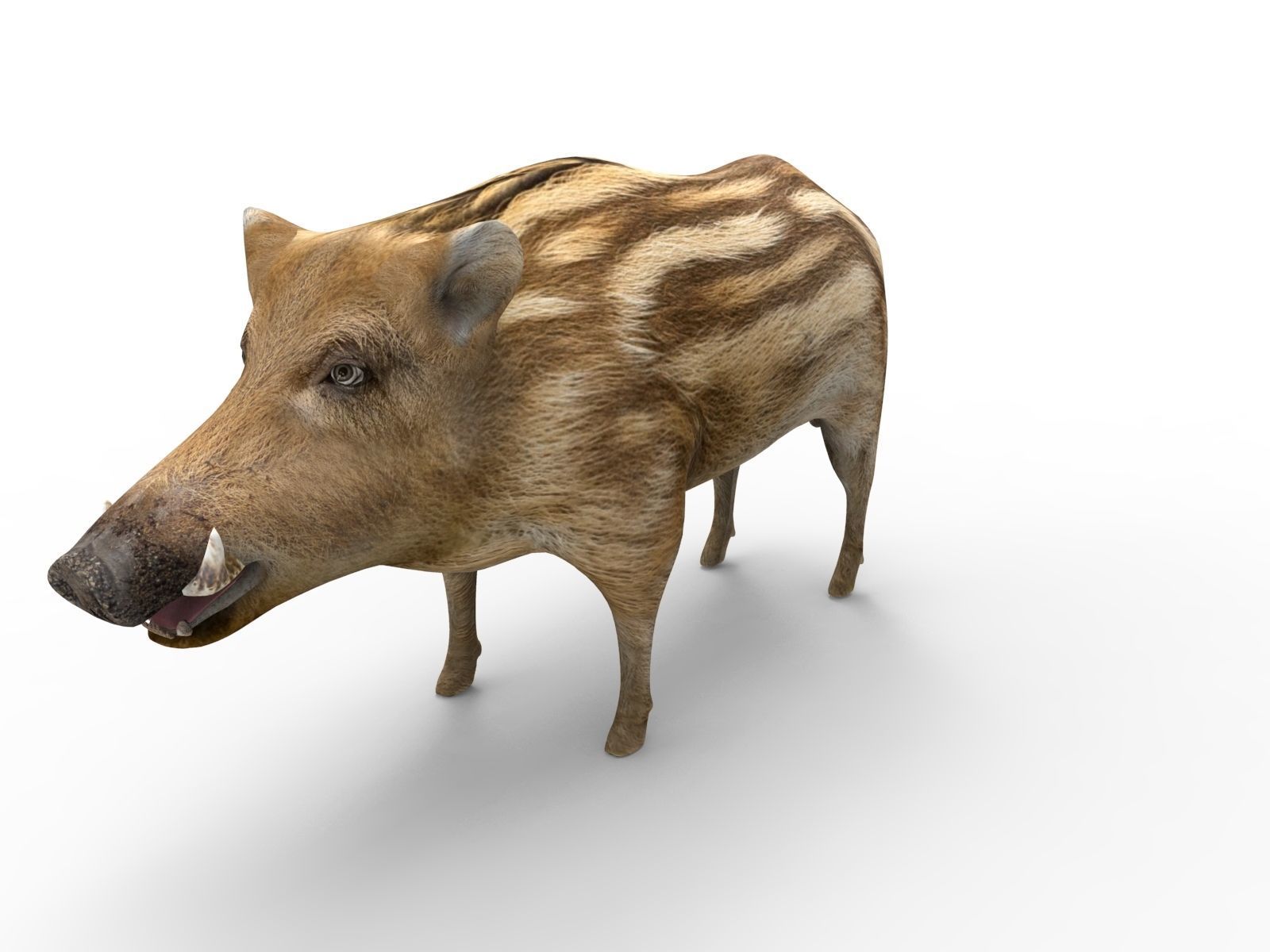 3d Boar Rigged and Animated model Low-poly 3D model_2