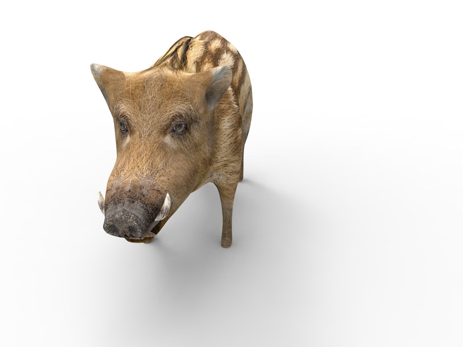 3d Boar Rigged and Animated model Low-poly 3D model_14