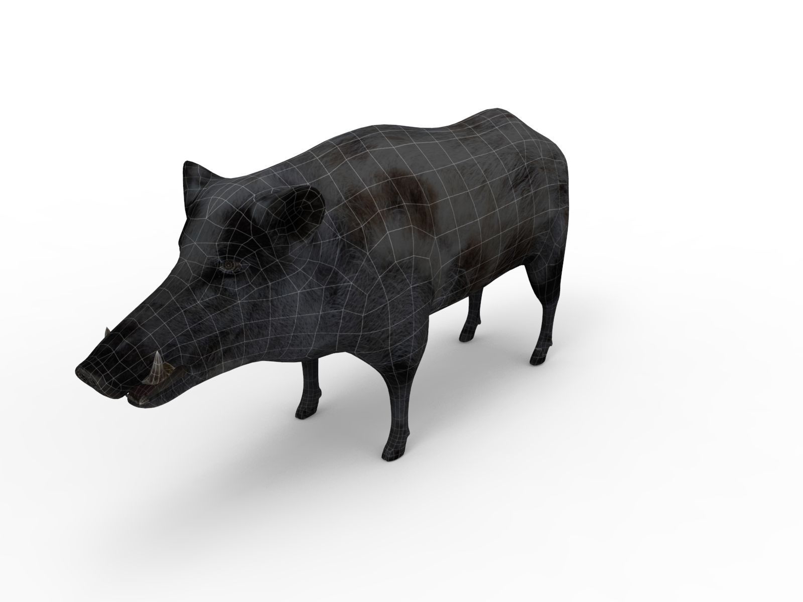 White Wild Boar Rigged and Animated 3D Model Low-poly 3D model_24