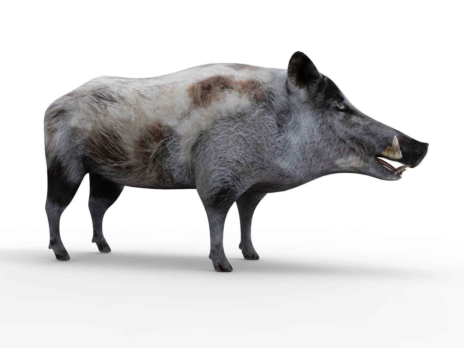 White Wild Boar Rigged and Animated 3D Model Low-poly 3D model_5