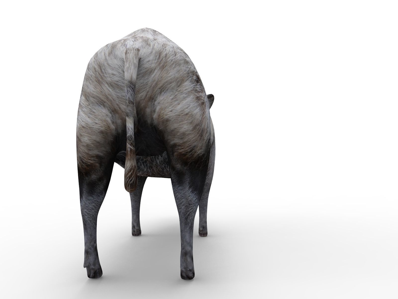 White Wild Boar Rigged and Animated 3D Model Low-poly 3D model_2