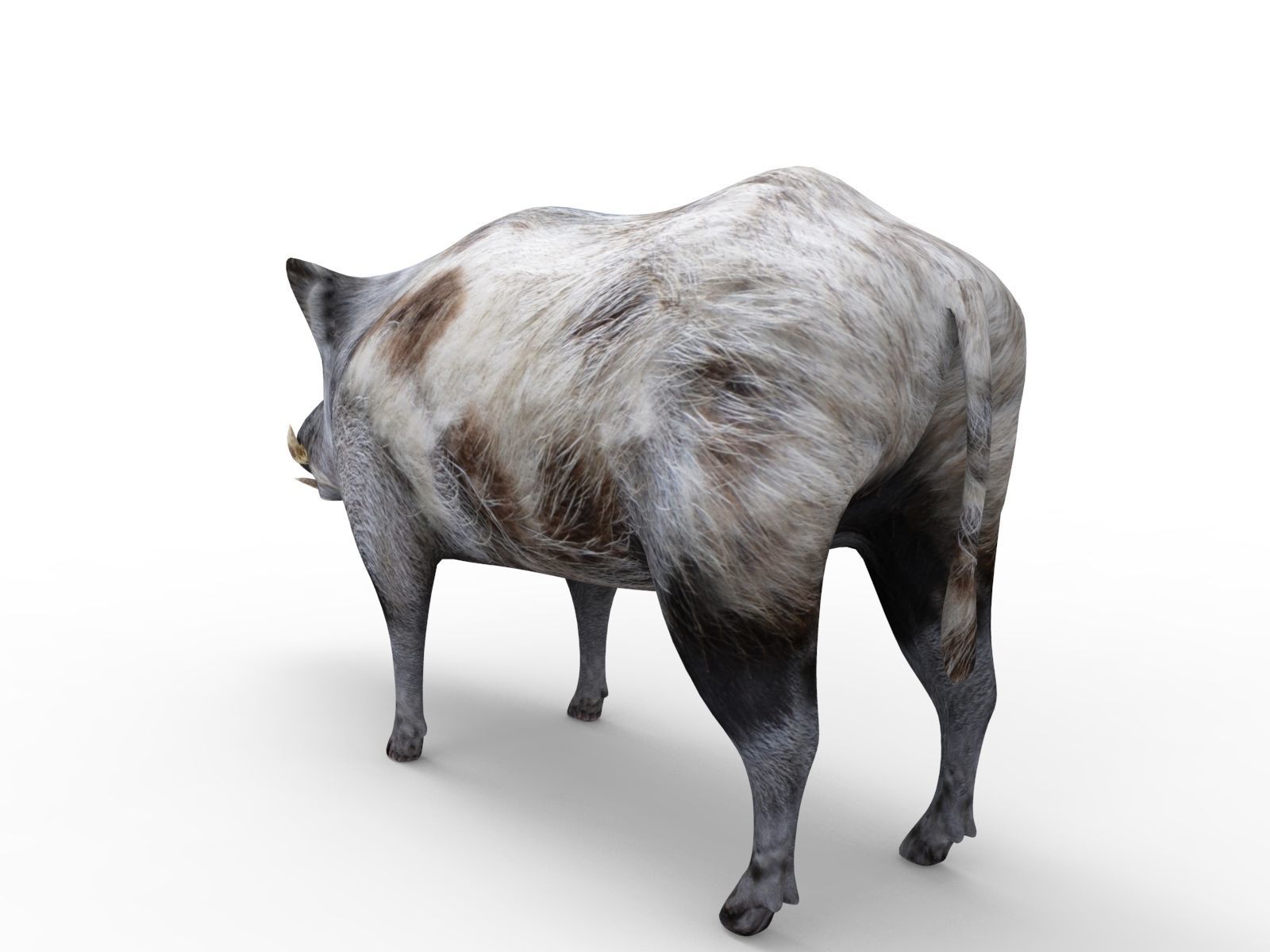 White Wild Boar Rigged and Animated 3D Model Low-poly 3D model_3