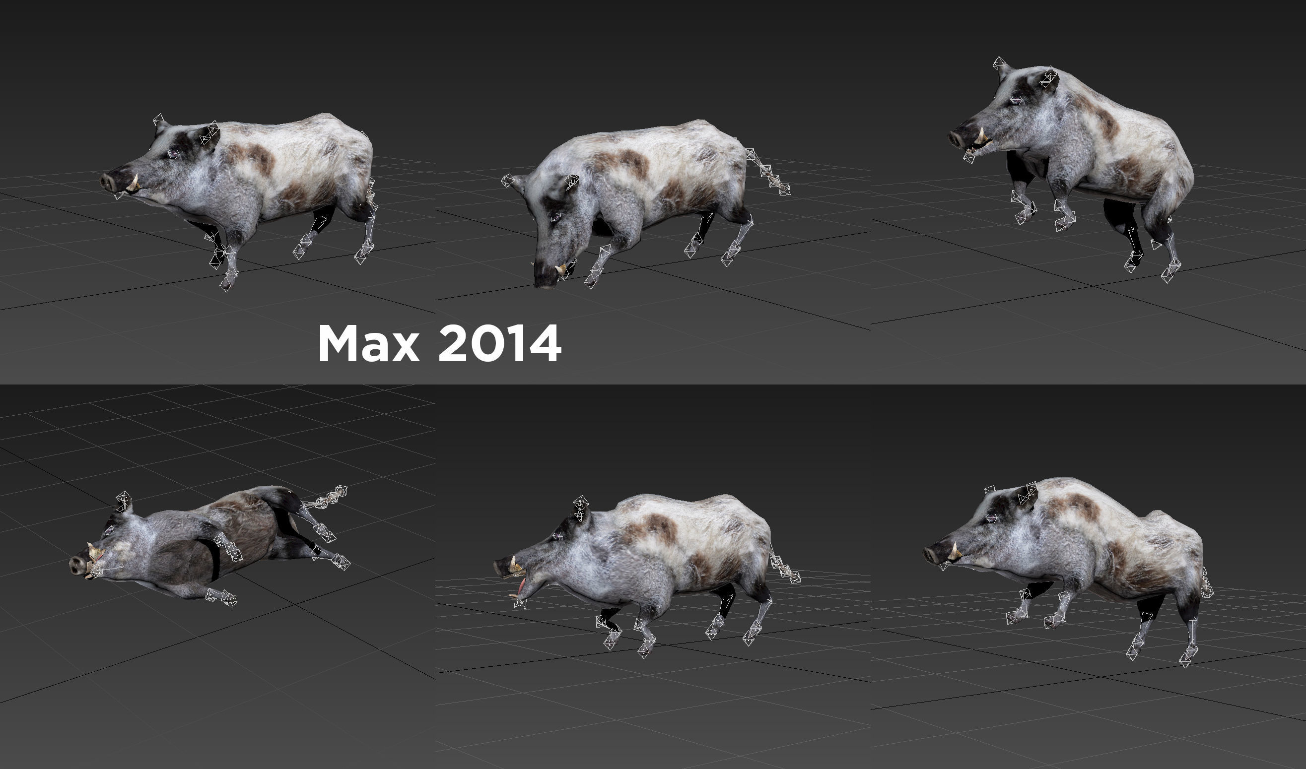 White Wild Boar Rigged and Animated 3D Model Low-poly 3D model_21