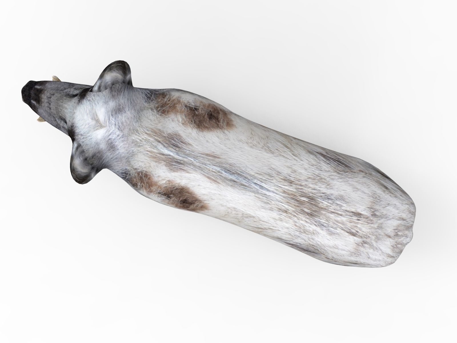 White Wild Boar Rigged and Animated 3D Model Low-poly 3D model_14