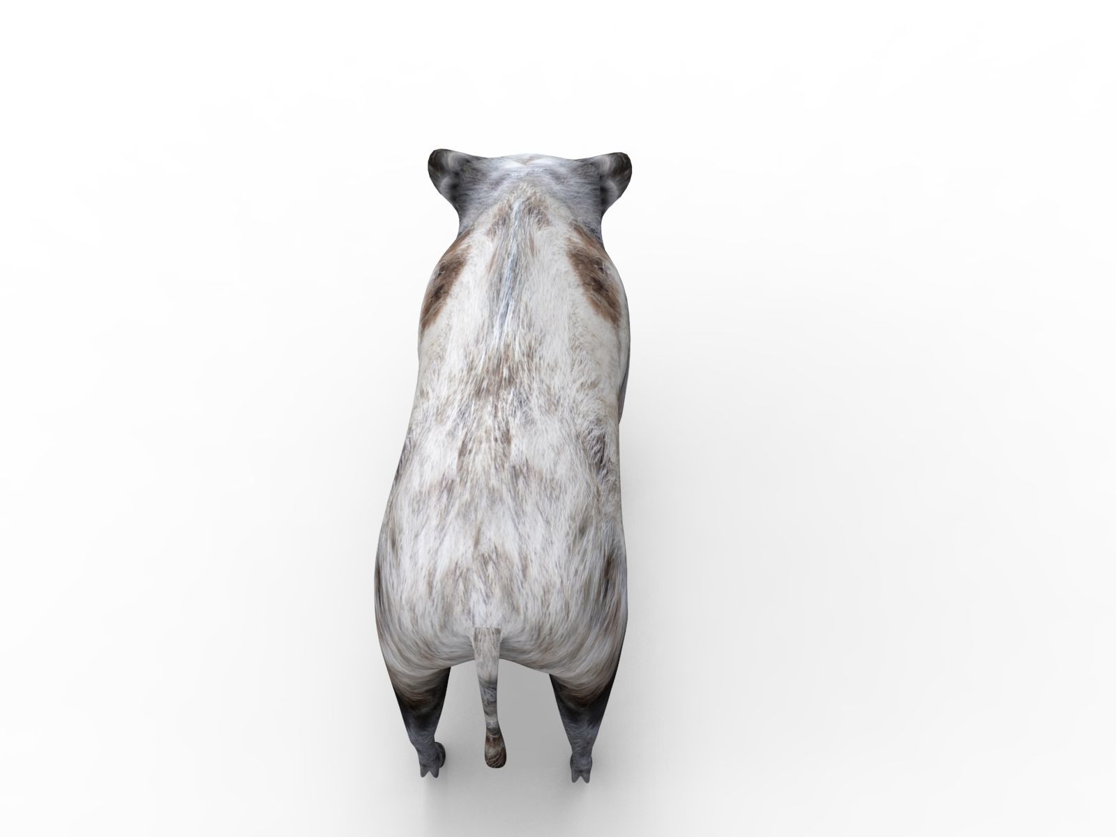 White Wild Boar Rigged and Animated 3D Model Low-poly 3D model_15