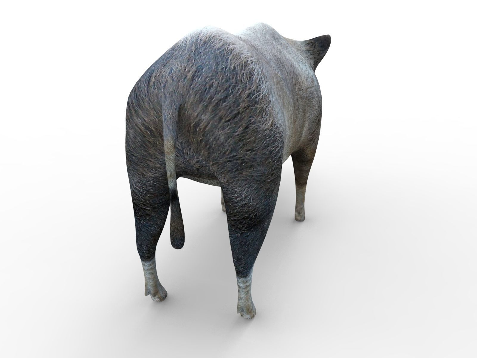 Wild Boar Rigged and Animated 3D Models Low-poly 3D model_3