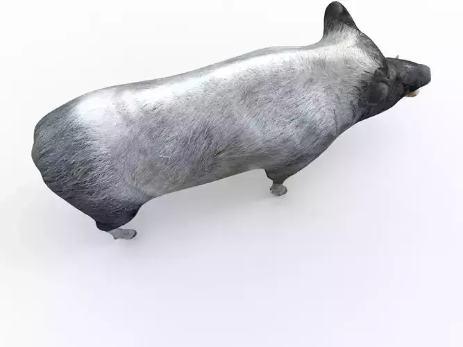  Wild Boar Rigged and Animated 3D Models