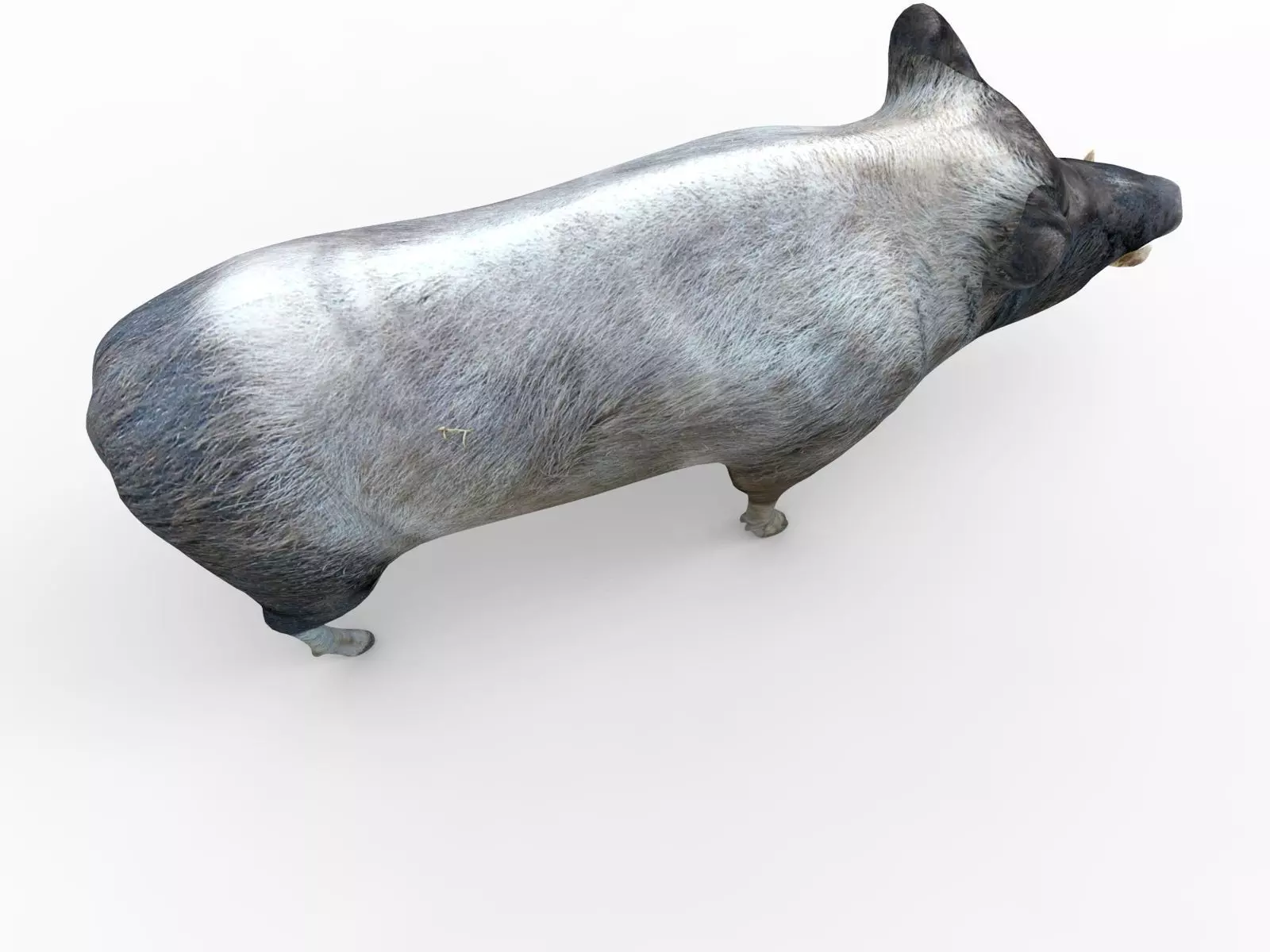 Wild Boar Rigged and Animated 3D Models Low-poly 3D model_0