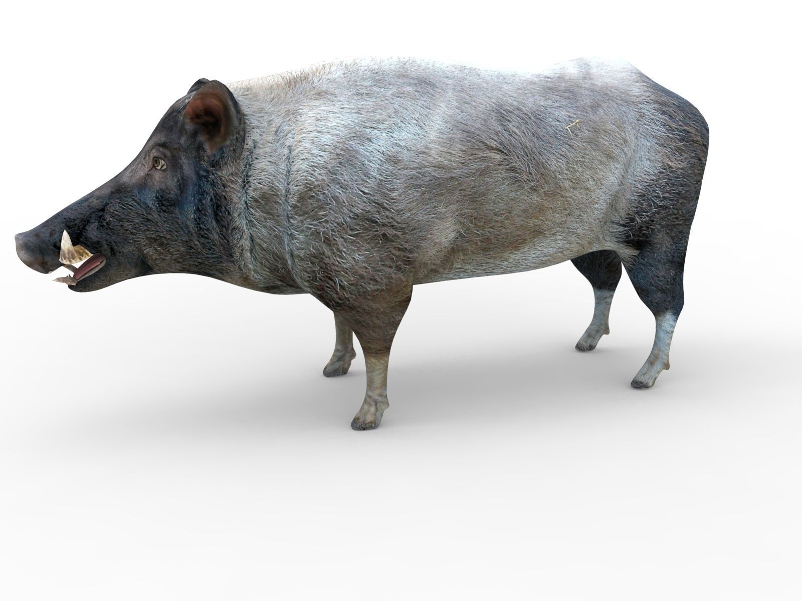 Wild Boar Rigged and Animated 3D Models Low-poly 3D model_6