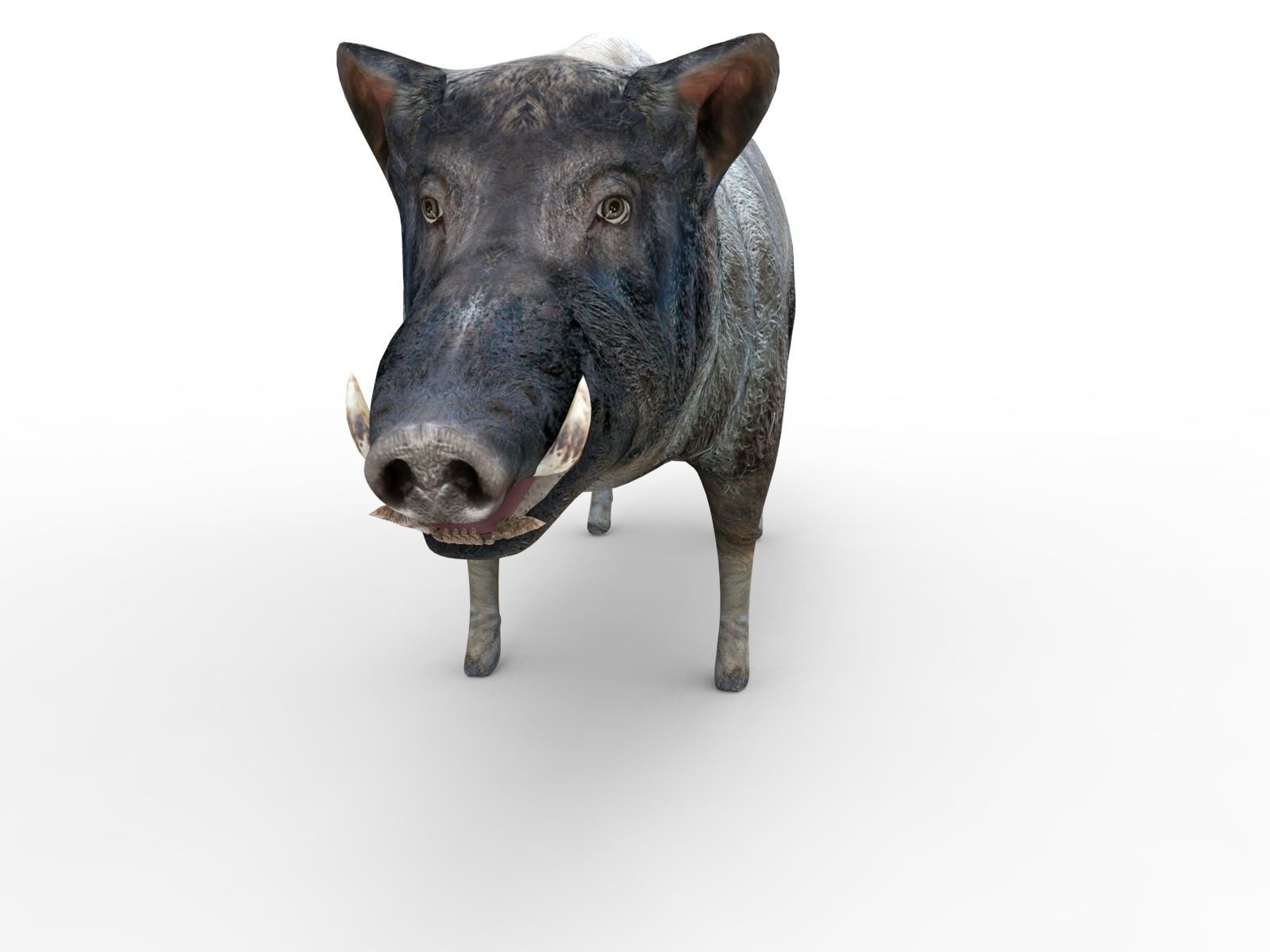 Wild Boar Rigged and Animated 3D Models Low-poly 3D model_7