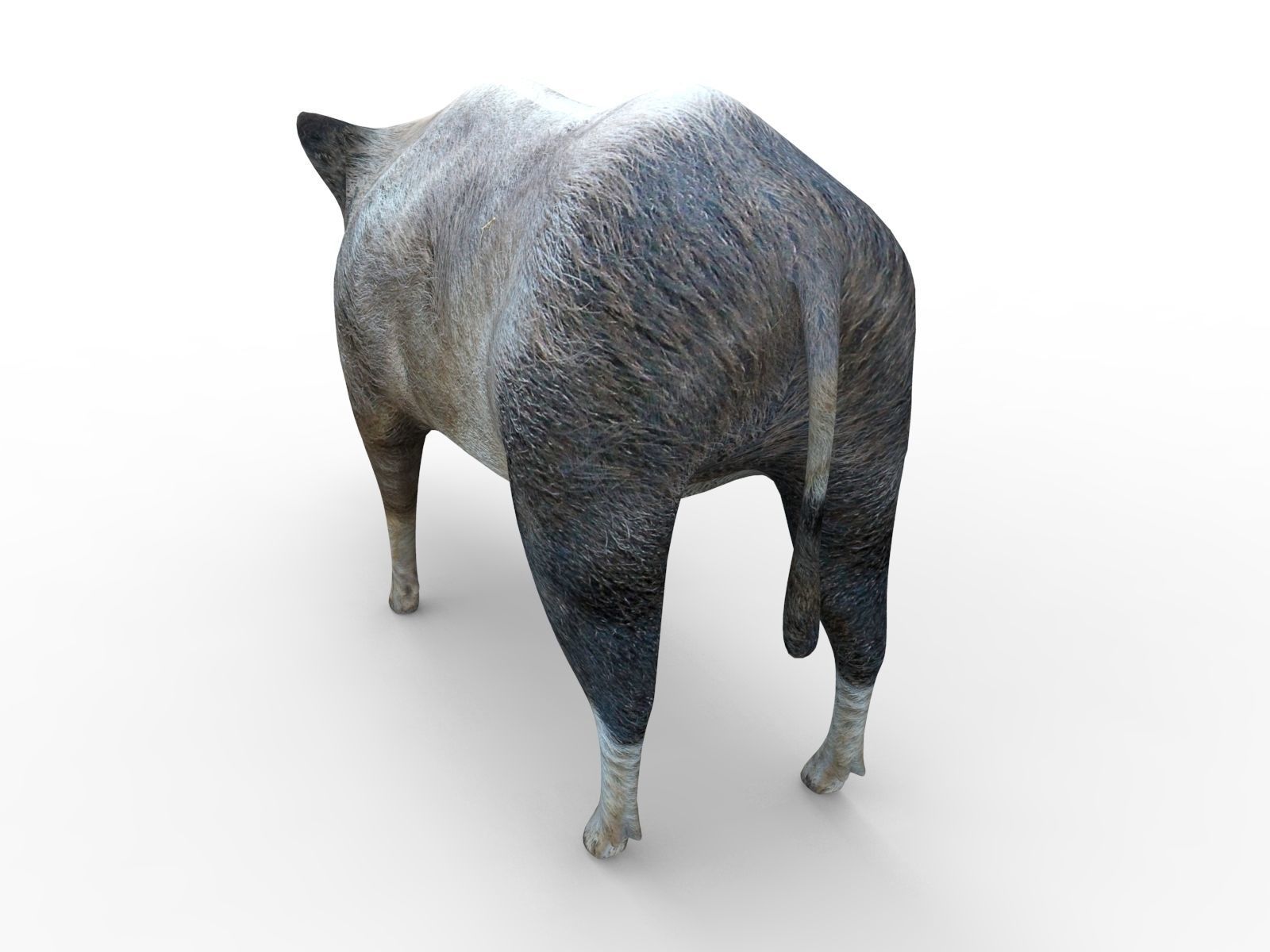 Wild Boar Rigged and Animated 3D Models Low-poly 3D model_4