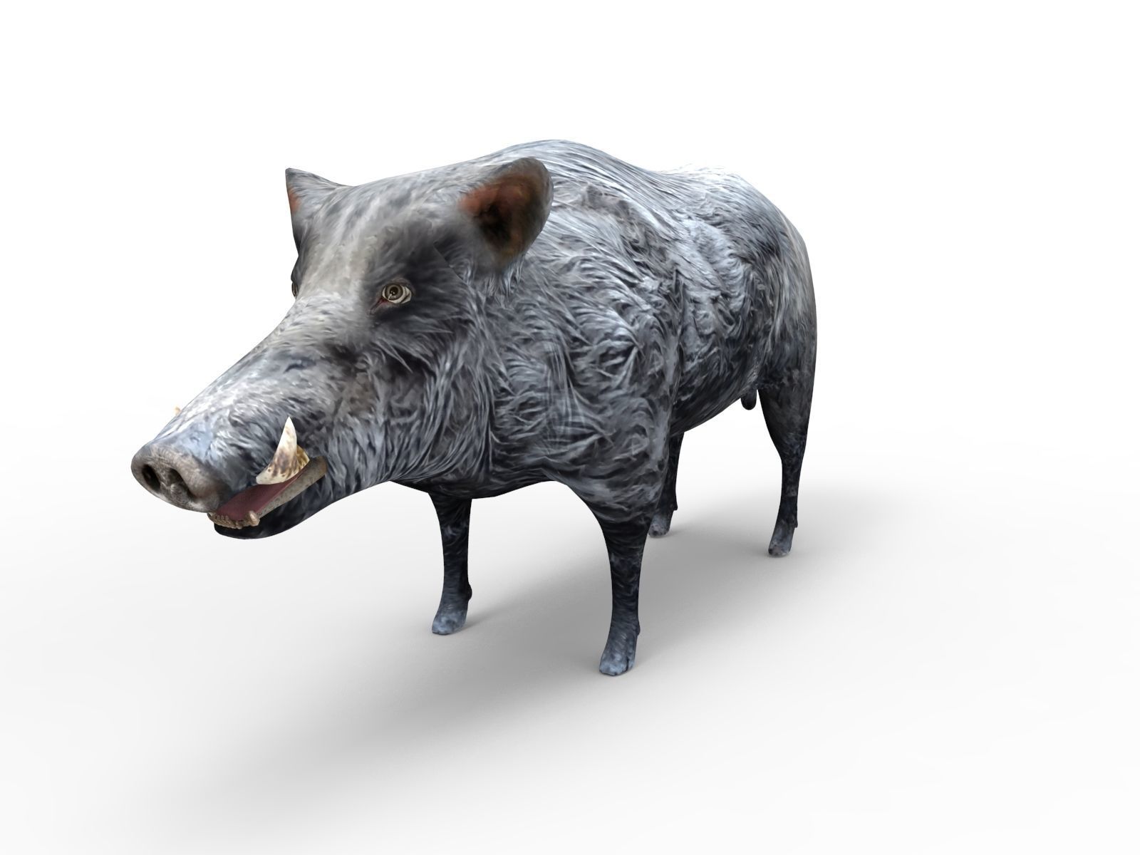 Black Wild Boar Rigged and Animated 3D Models Low-poly 3D model_2
