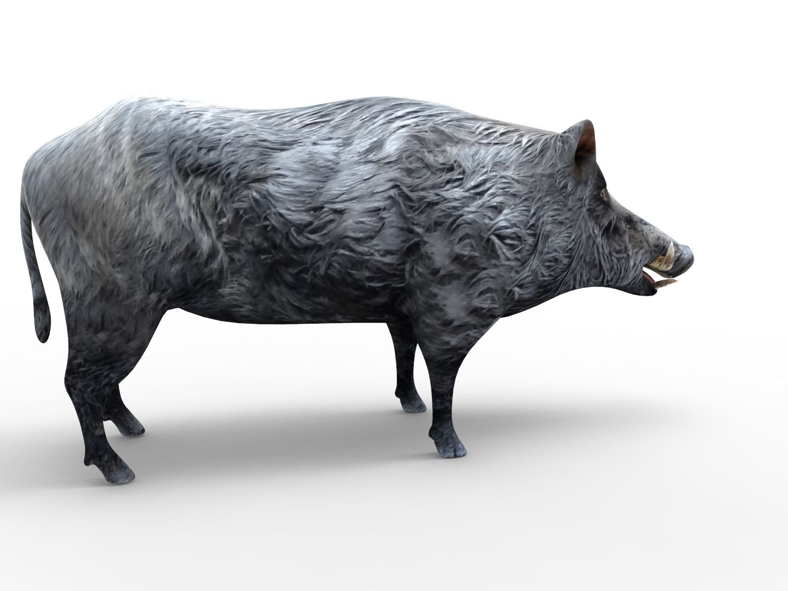 Black Wild Boar Rigged and Animated 3D Models Low-poly 3D model_7
