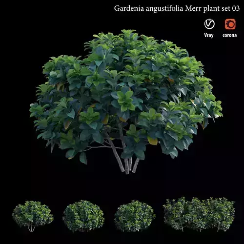 Gardenia angustifolia merr  Plant set 03 3D model