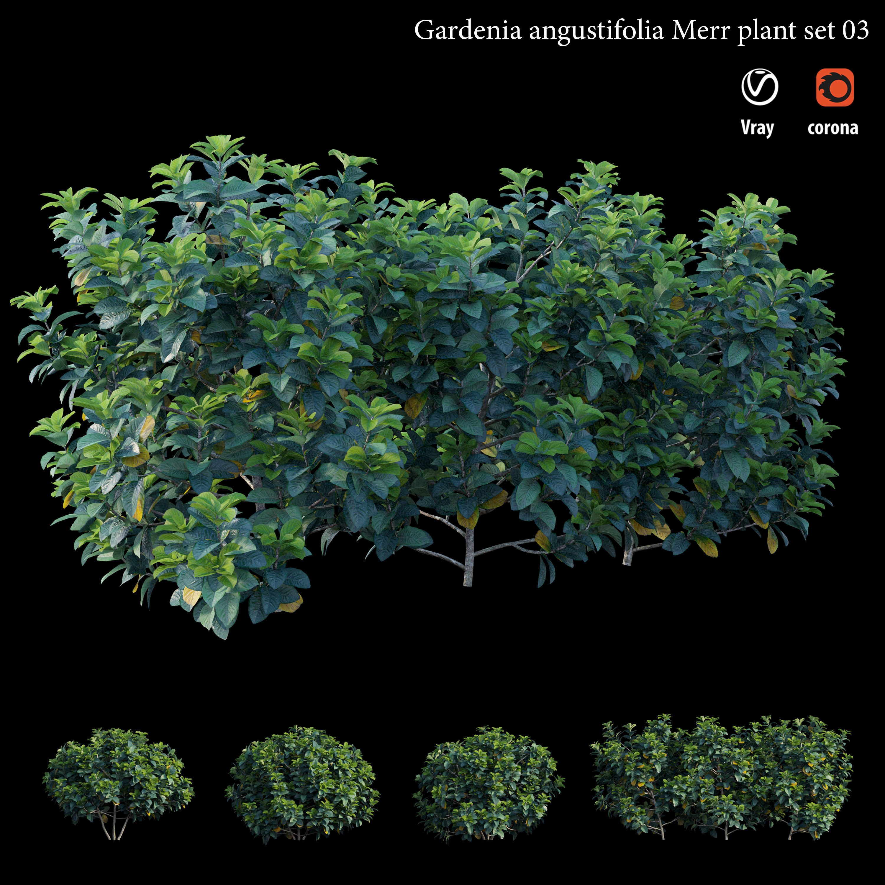 Gardenia angustifolia merr  Plant set 03 3D model_3
