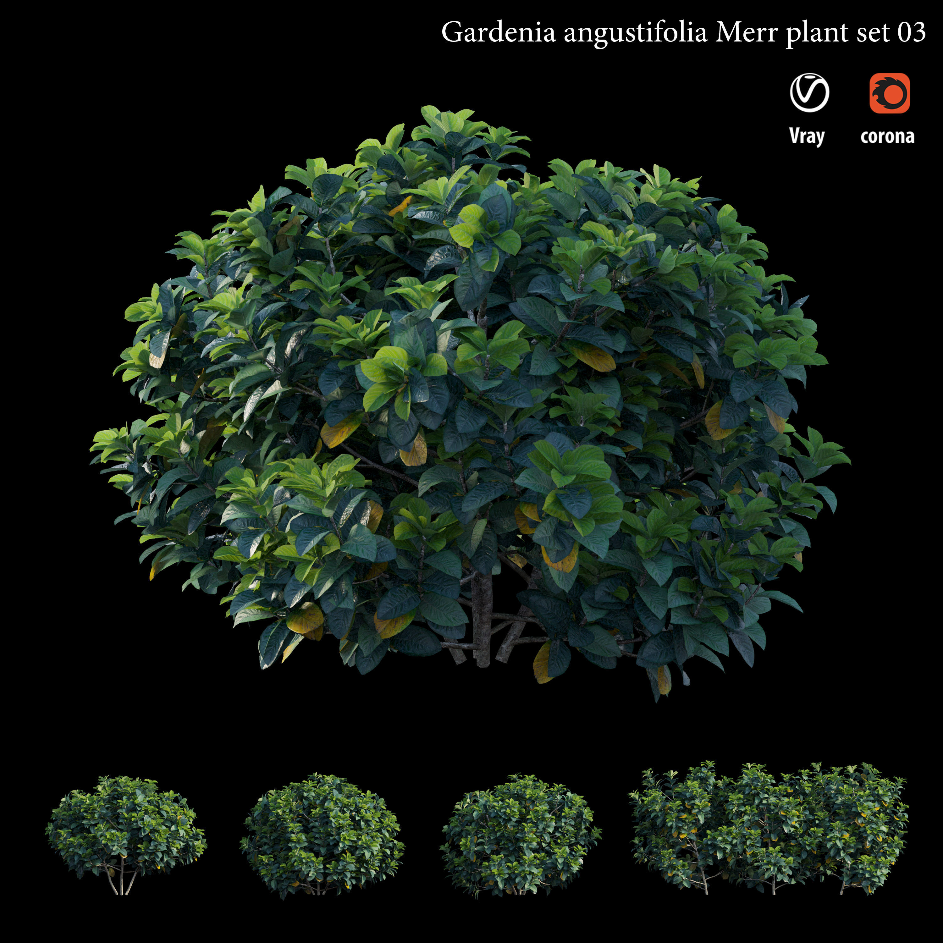 Gardenia angustifolia merr  Plant set 03 3D model_1