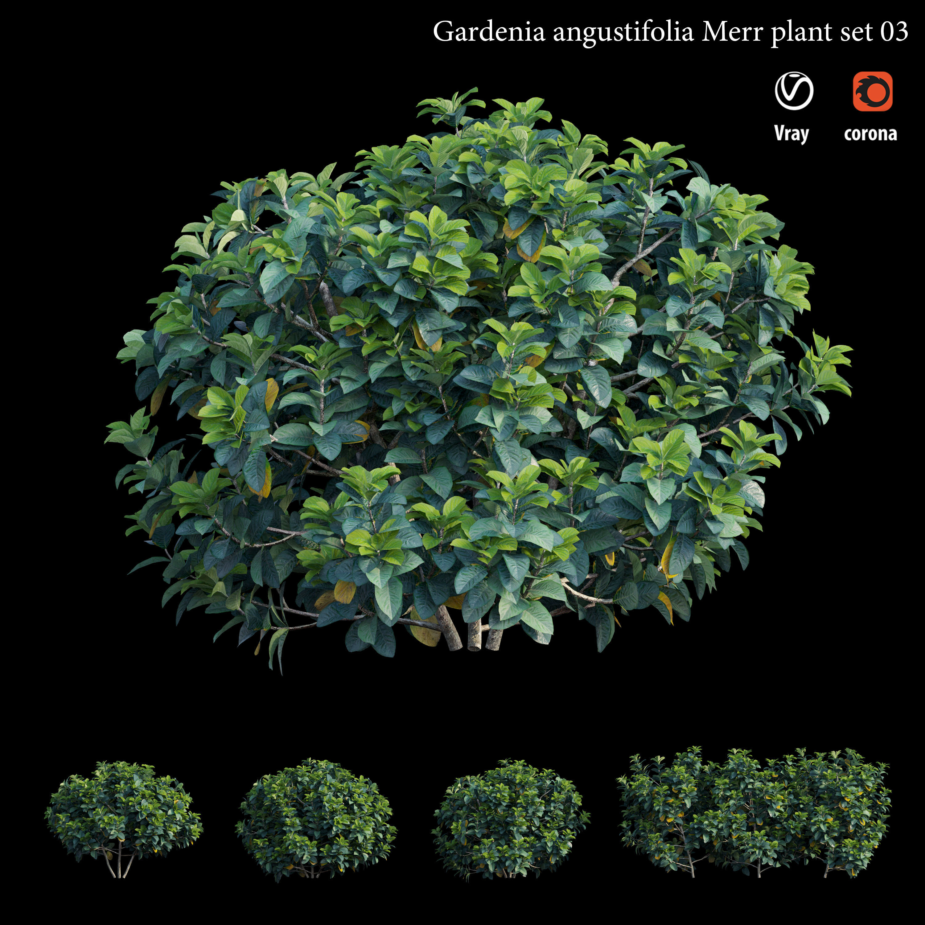 Gardenia angustifolia merr  Plant set 03 3D model_2
