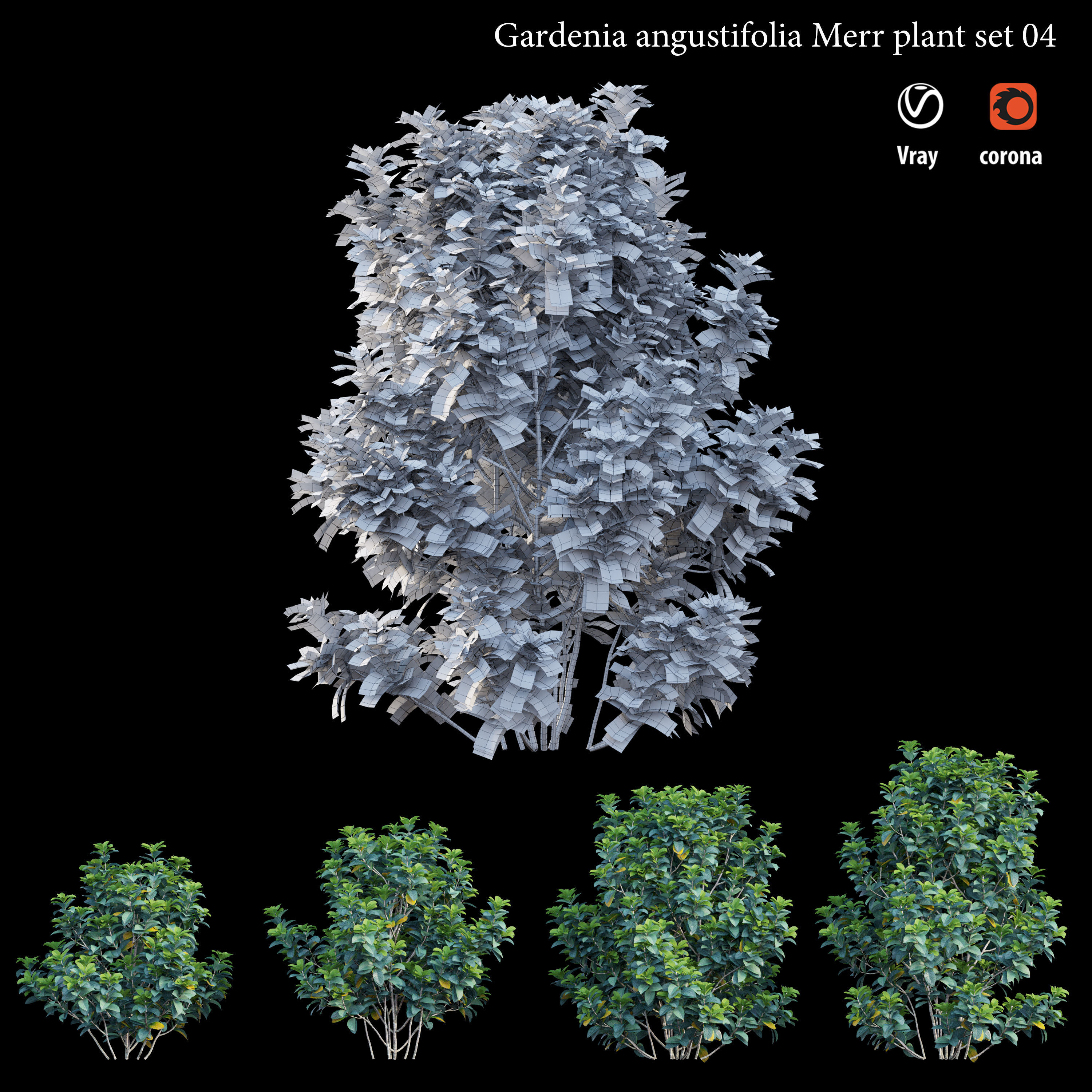 Gardenia angustifolia merr Plant set 04 3D model_4