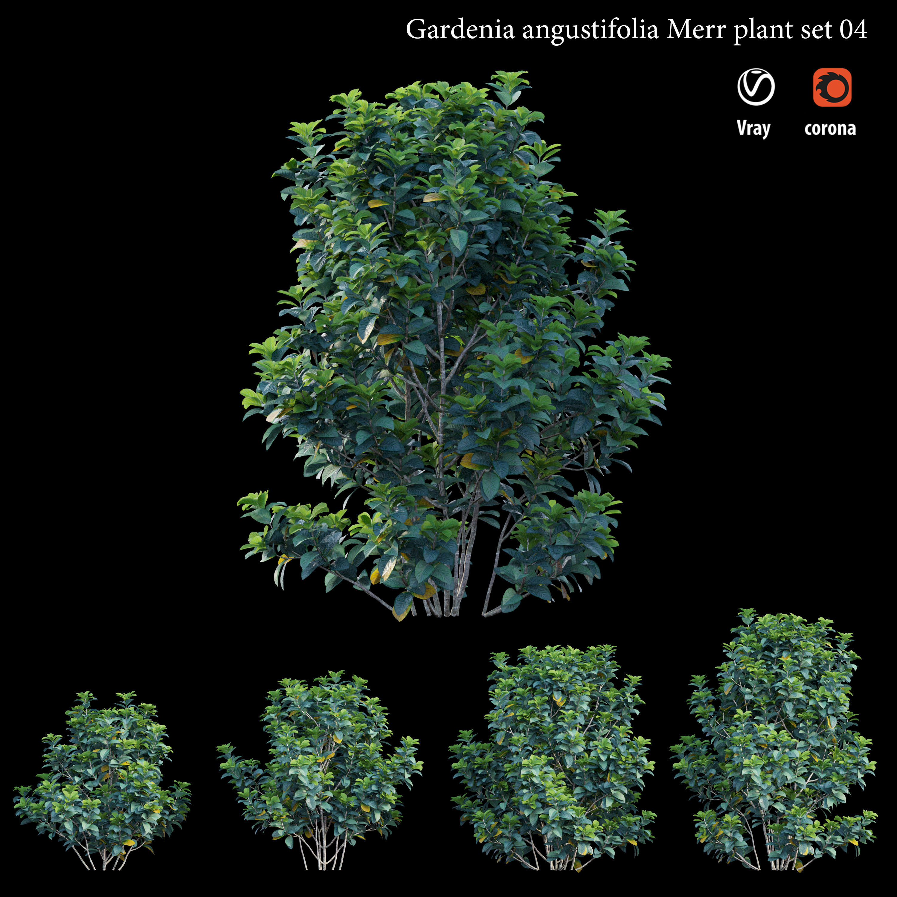 Gardenia angustifolia merr Plant set 04 3D model_5