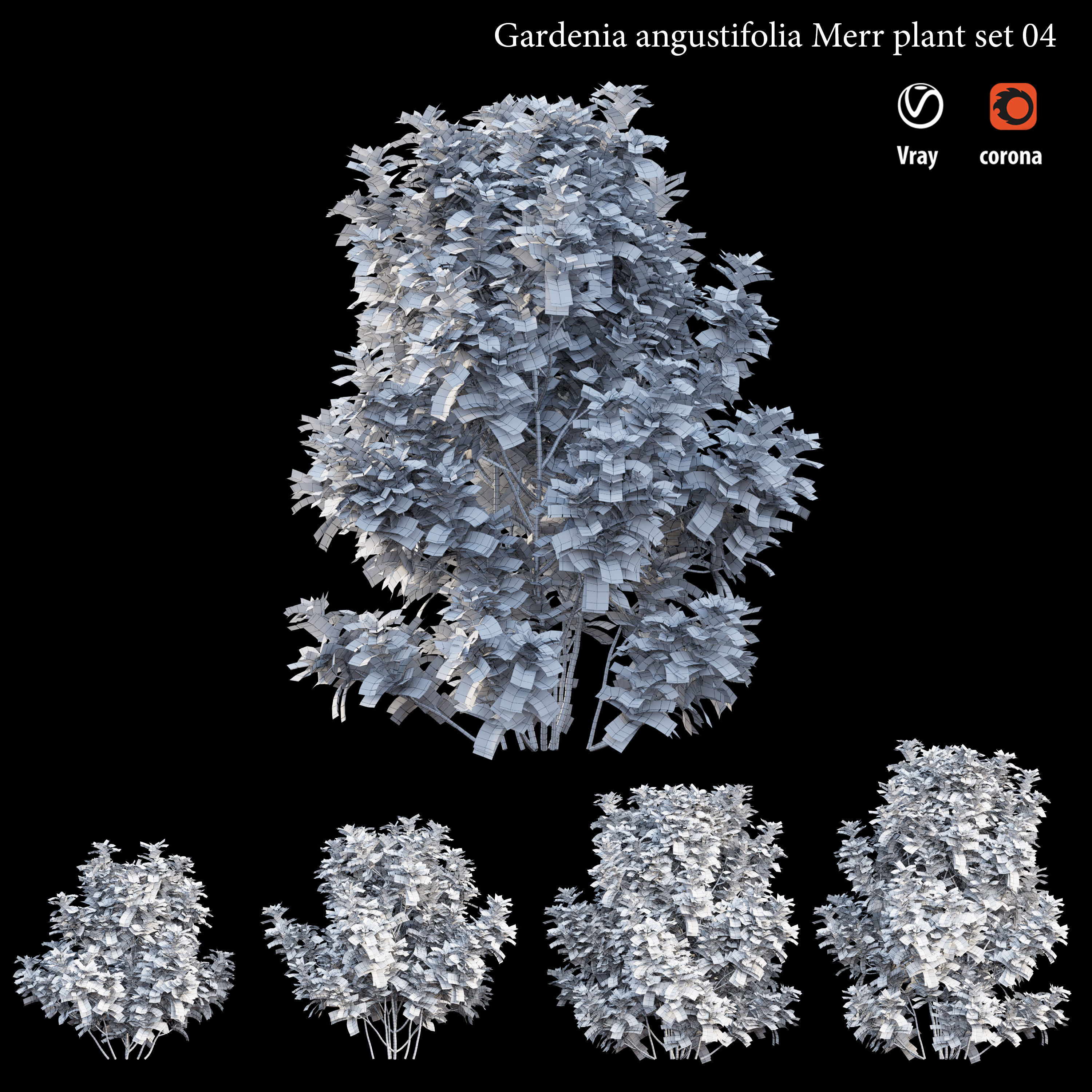 Gardenia angustifolia merr Plant set 04 3D model_6