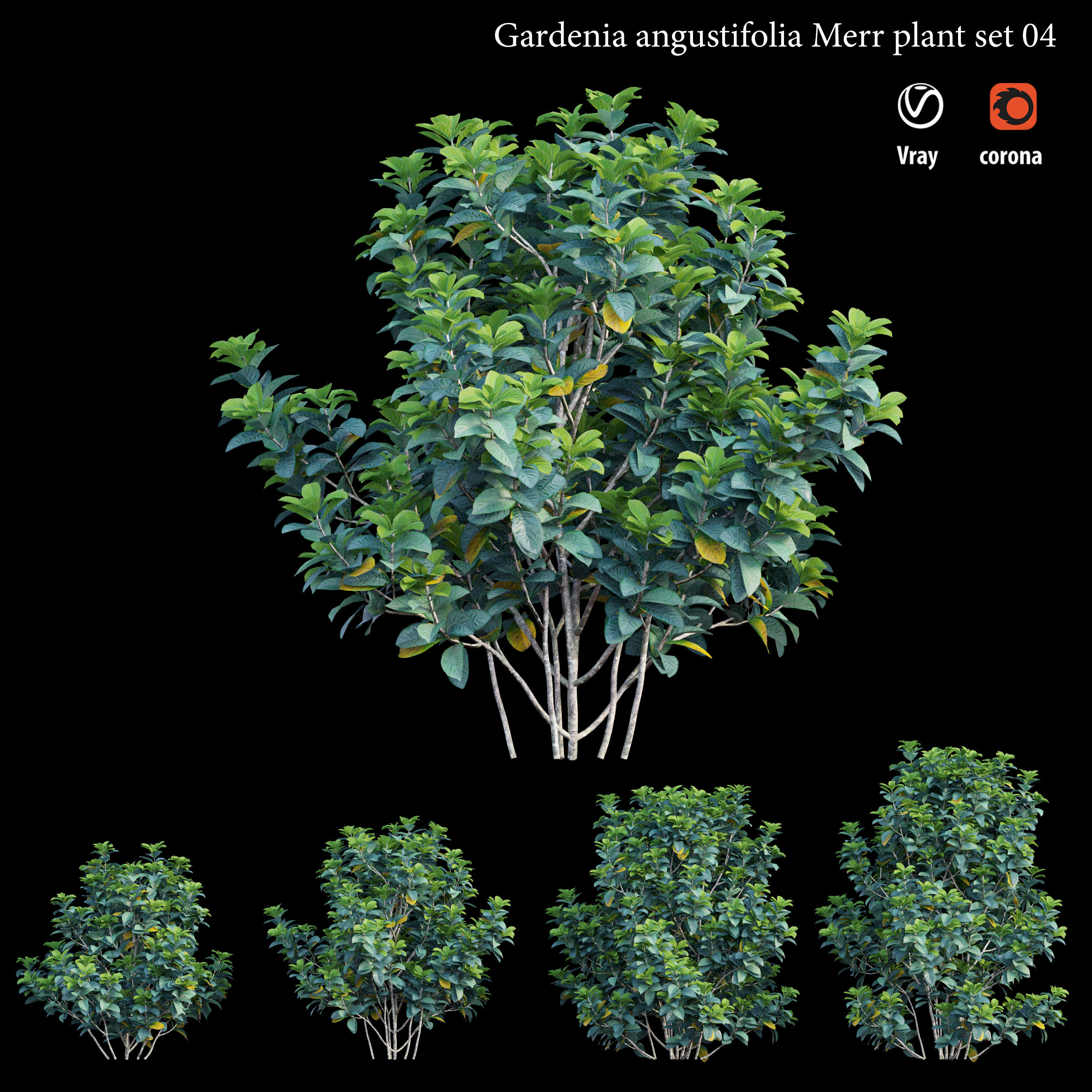 Gardenia angustifolia merr Plant set 04 3D model_1