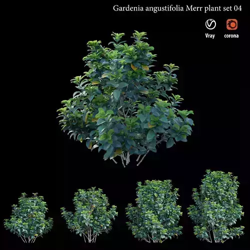 Gardenia angustifolia merr Plant set 04 3D model