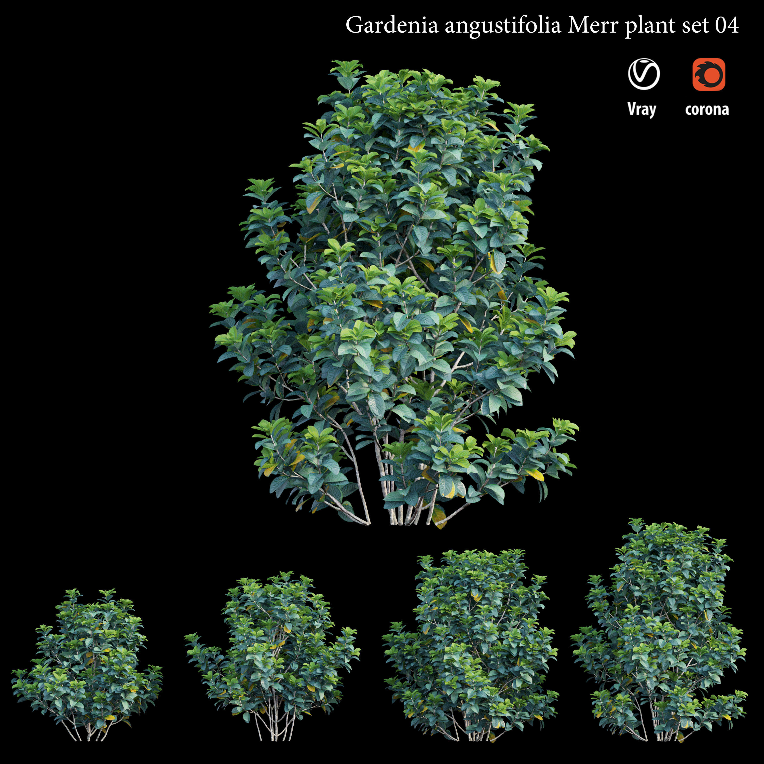 Gardenia angustifolia merr Plant set 04 3D model_3