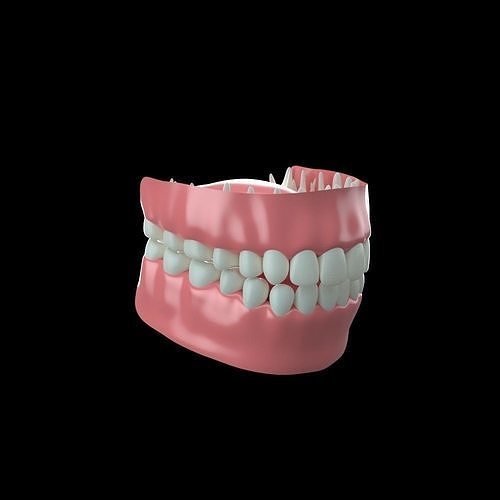 Gums and Teeth 3D model 3D model