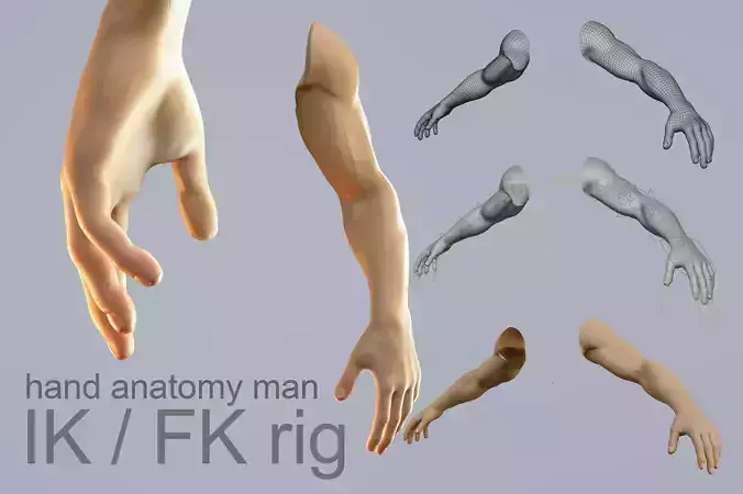 hand anatomy man 3D model