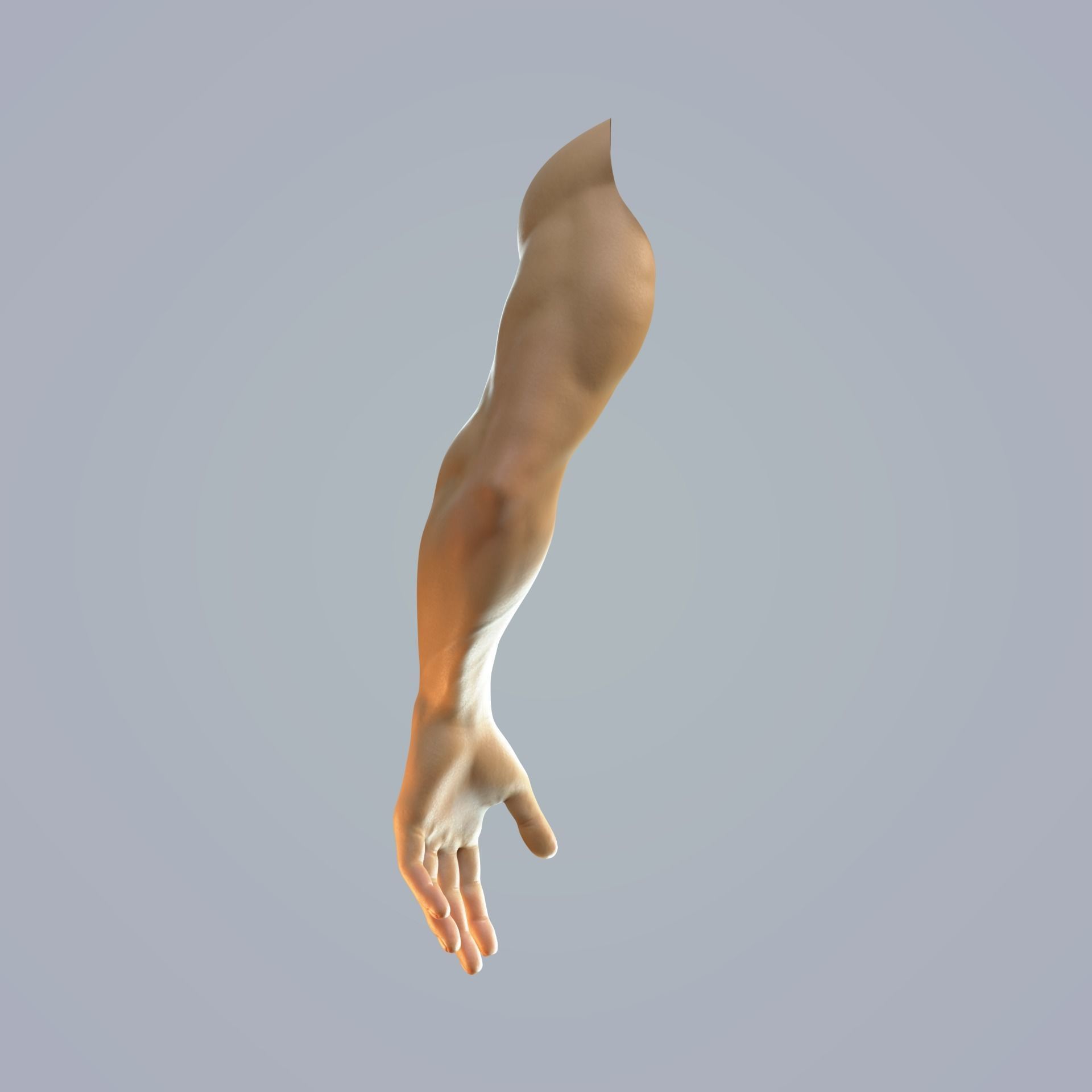 hand anatomy man 3D model_10