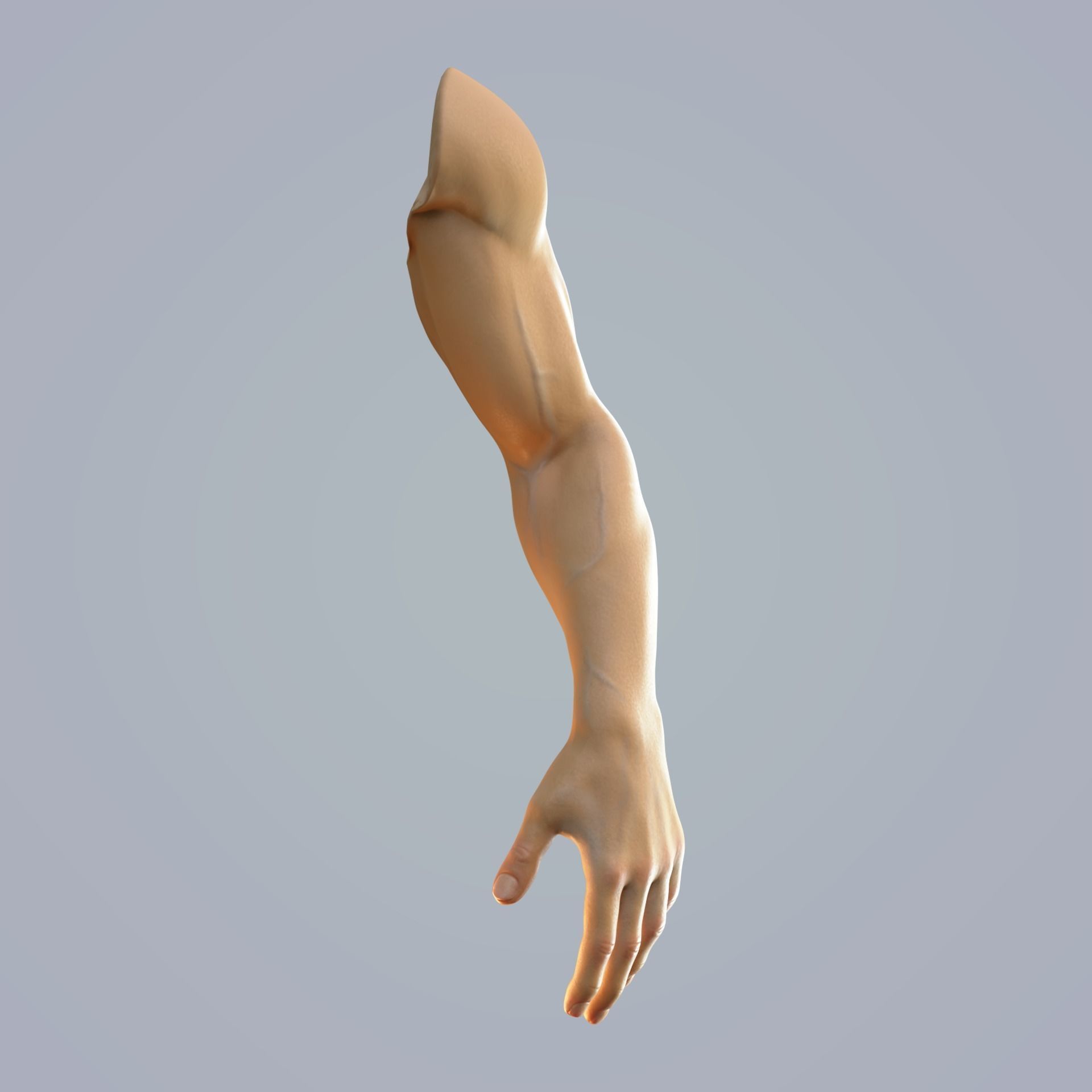 hand anatomy man 3D model_8