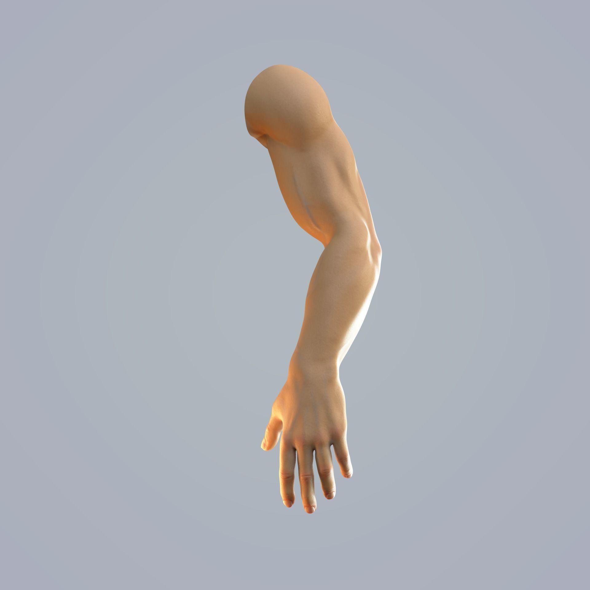 hand anatomy man 3D model_9