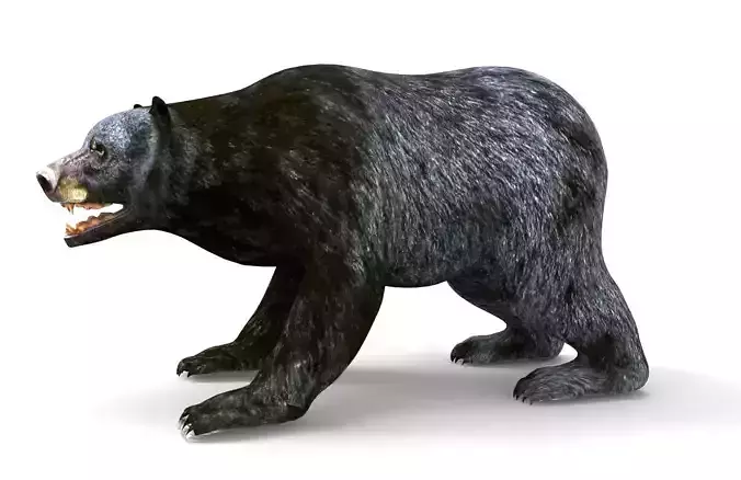 Black Bear Rigged and animated 3D Model Low-poly 3D model