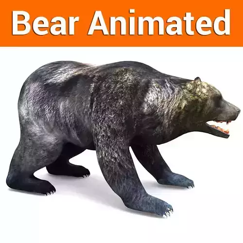 3D Model Black Bear Rigged and animated  Low-poly 3D model