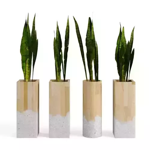 plant sansevieria pots