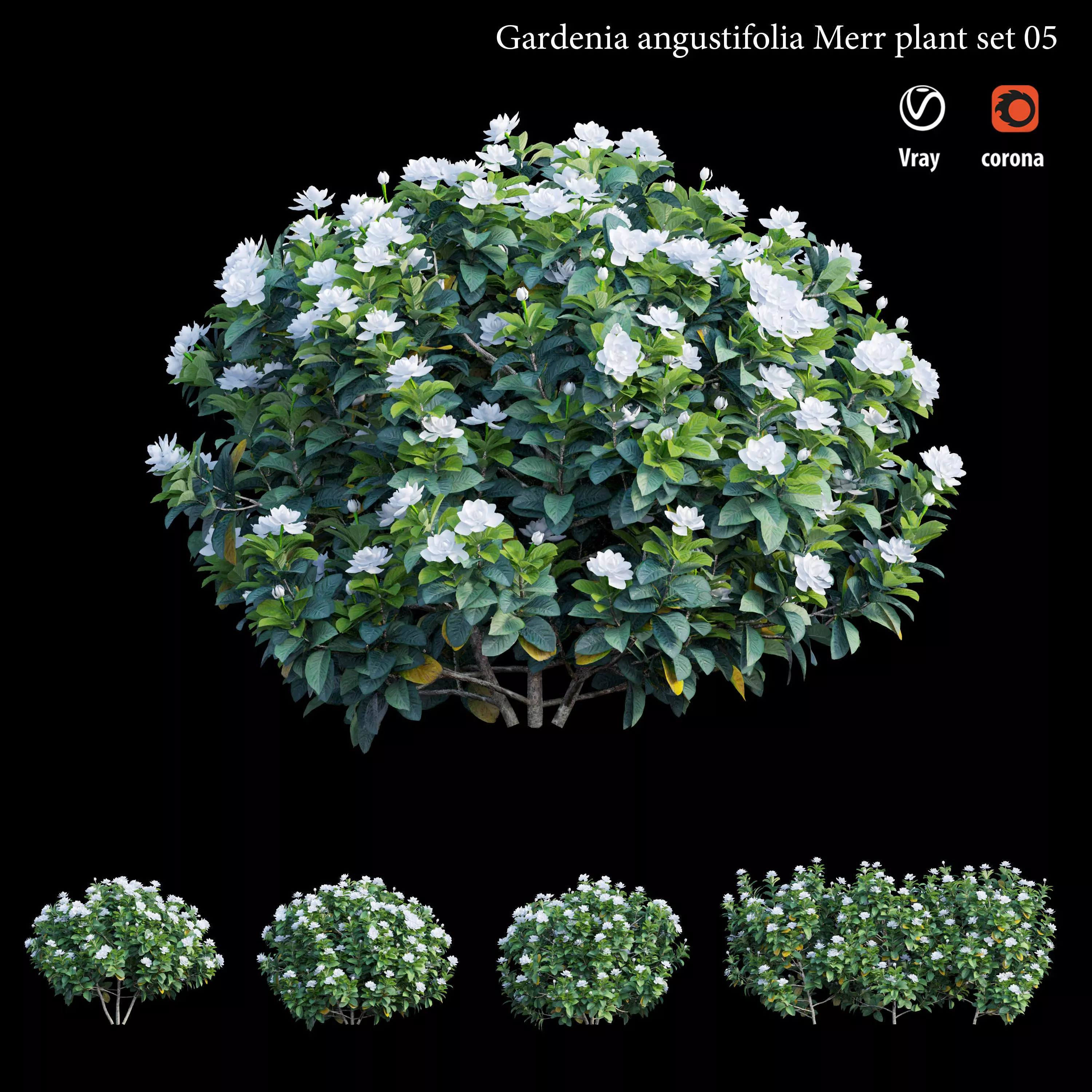 Gardenia angustifolia merr Plant set 05 3D model_0