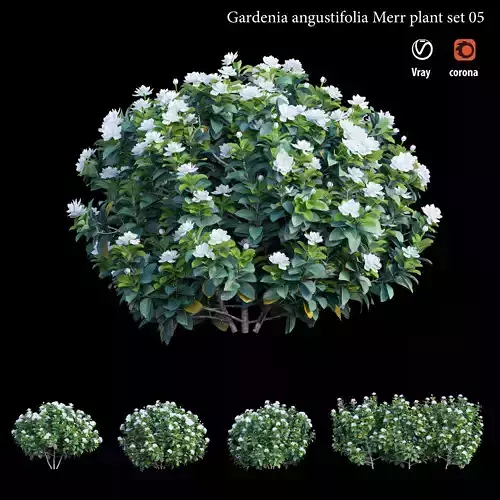 Gardenia angustifolia merr Plant set 05 3D model