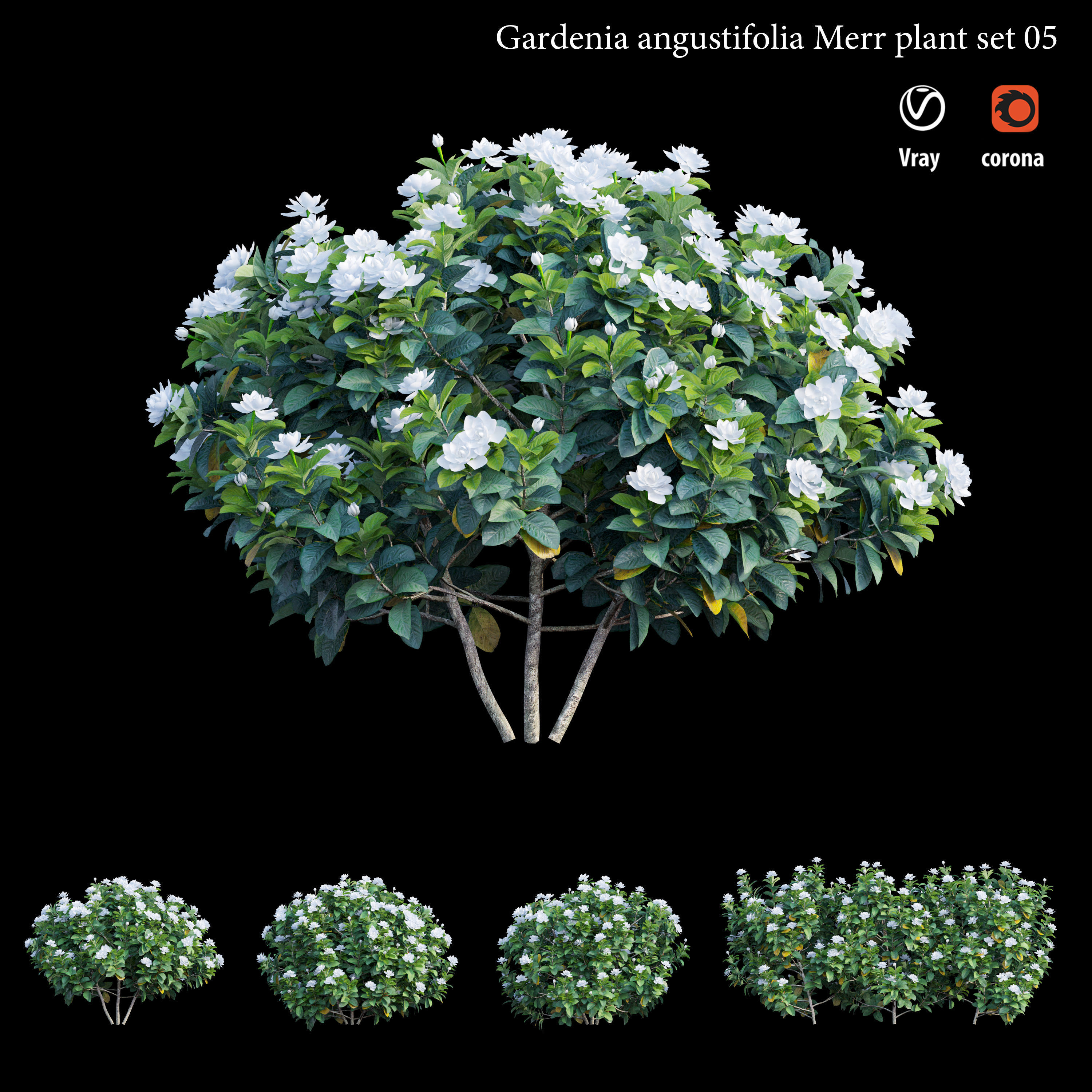 Gardenia angustifolia merr Plant set 05 3D model_1
