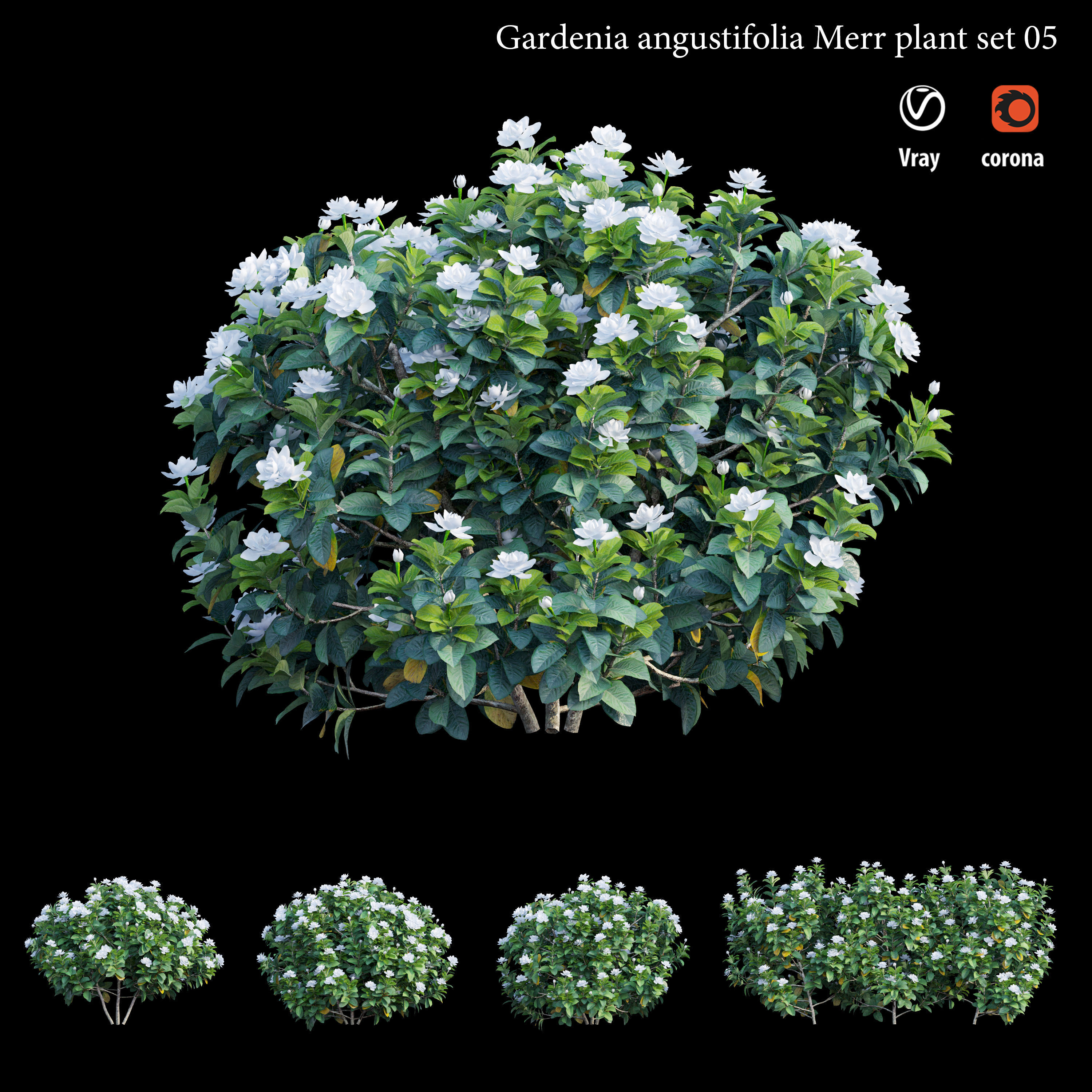 Gardenia angustifolia merr Plant set 05 3D model_2