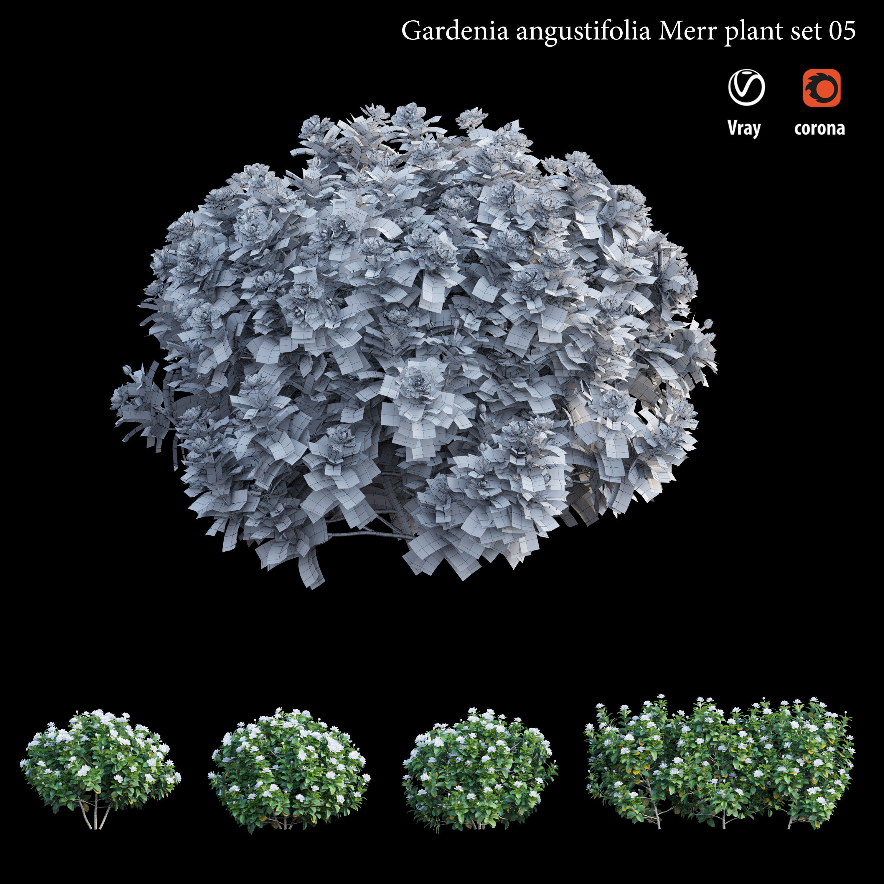 Gardenia angustifolia merr Plant set 05 3D model_4
